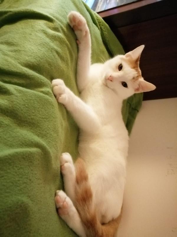 Peter, Gattino Di 7 Mesi